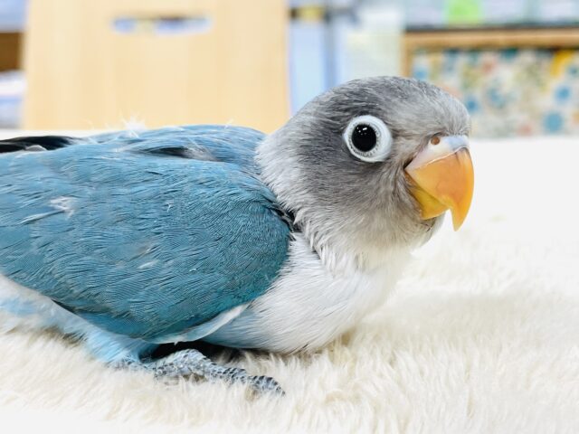 ブルーボタンインコ