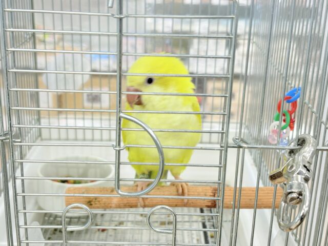 オキナインコ