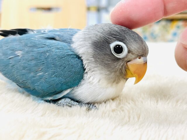 ブルーボタンインコ