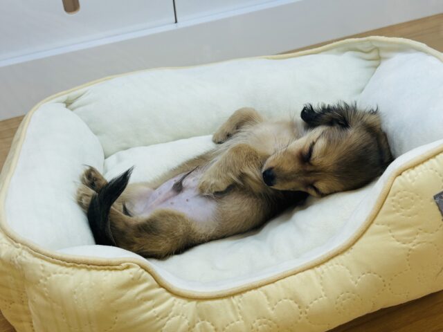 カニンヘンダックス