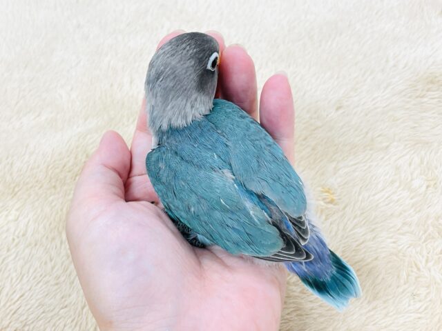 ブルーボタンインコ