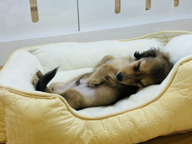 カニンヘンダックス