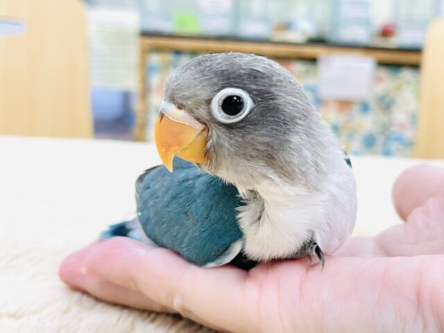 ブルーボタンインコ