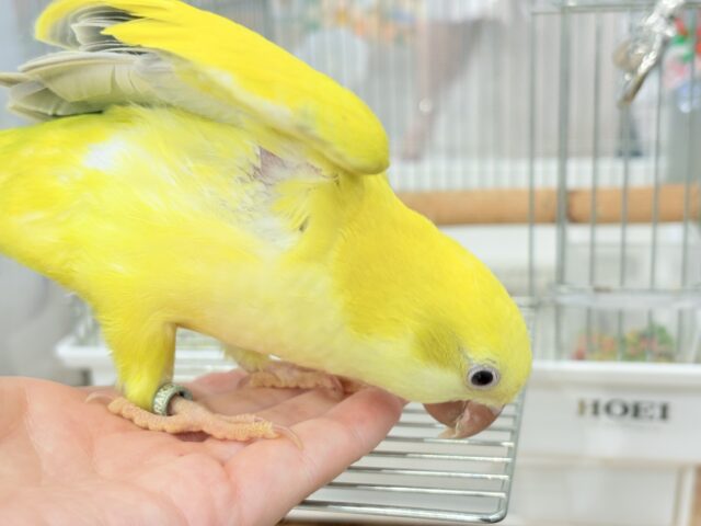 オキナインコ