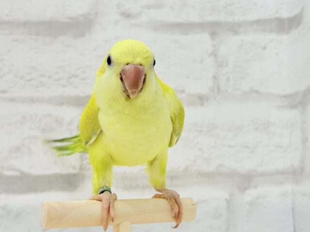 オキナインコ