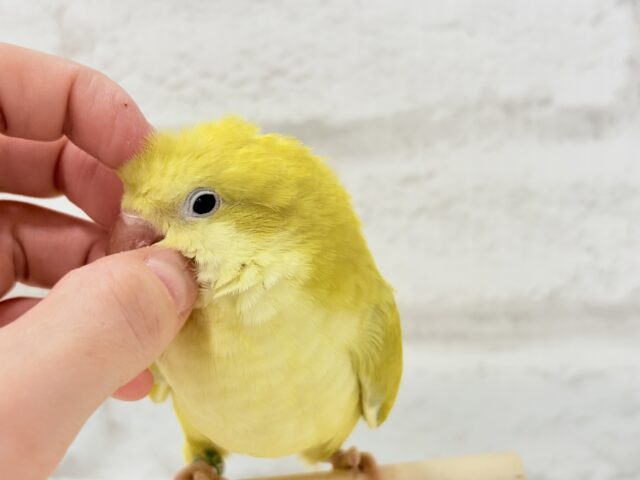 オキナインコ