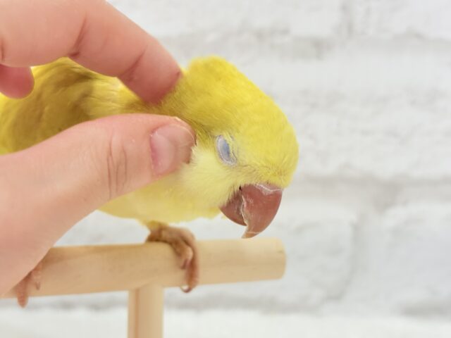 オキナインコ