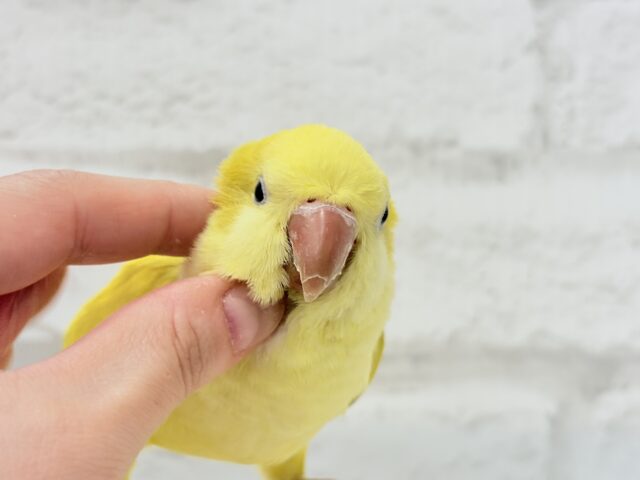 オキナインコ
