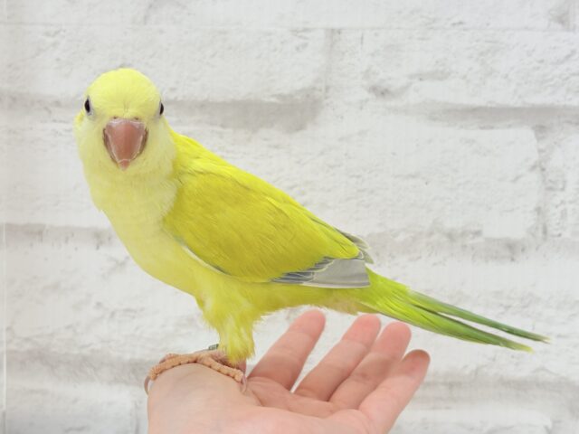 オキナインコ