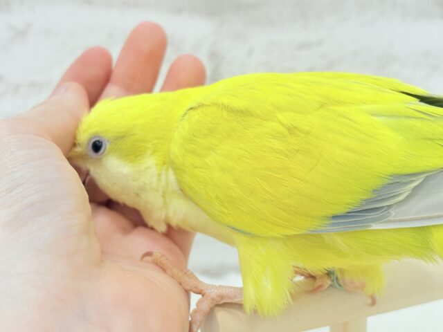 オキナインコ