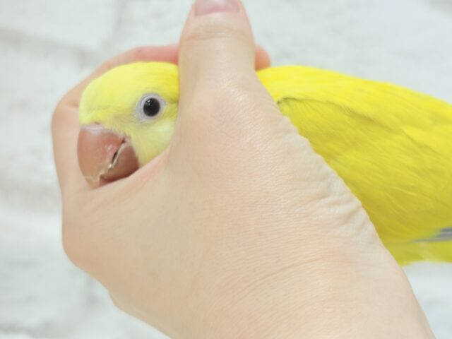 オキナインコ