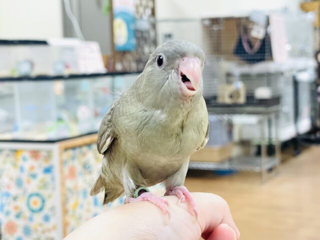 サザナミインコ