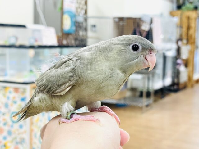 サザナミインコ