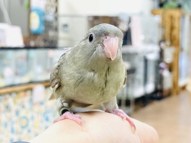 サザナミインコ