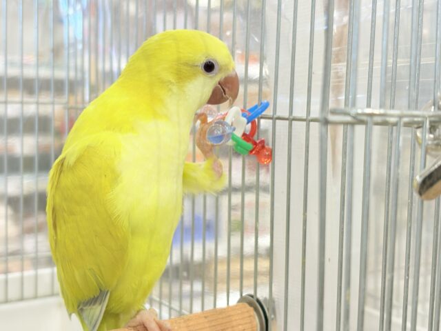 オキナインコ