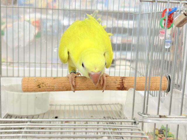 オキナインコ