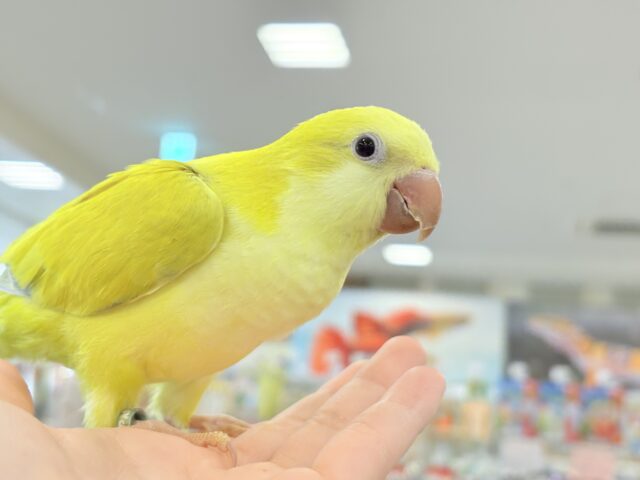 オキナインコ