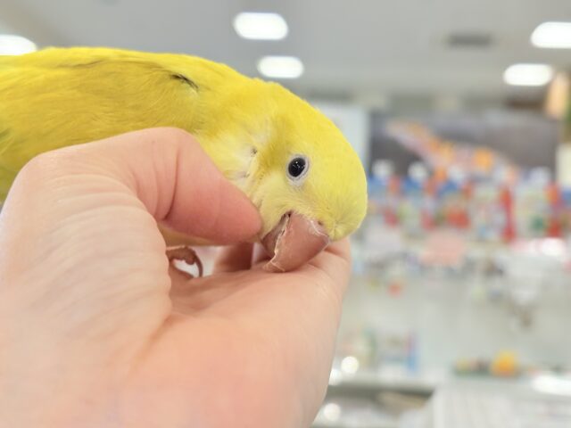 オキナインコ