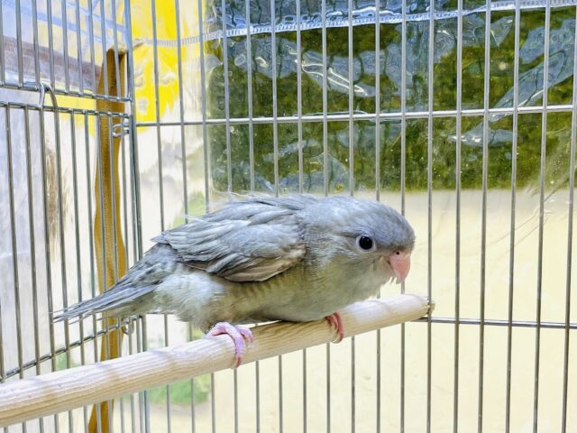 サザナミインコ