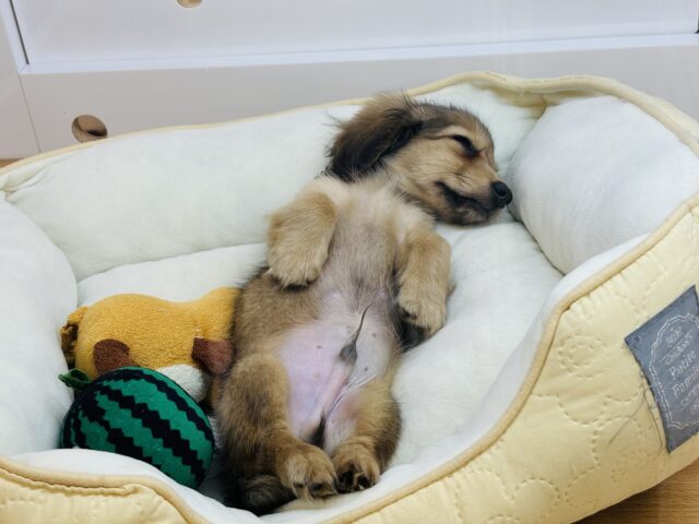 カニンヘンダックス