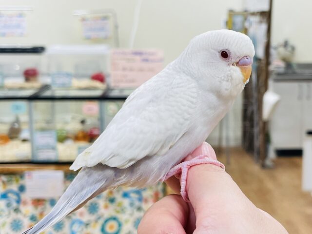 セキセイインコ