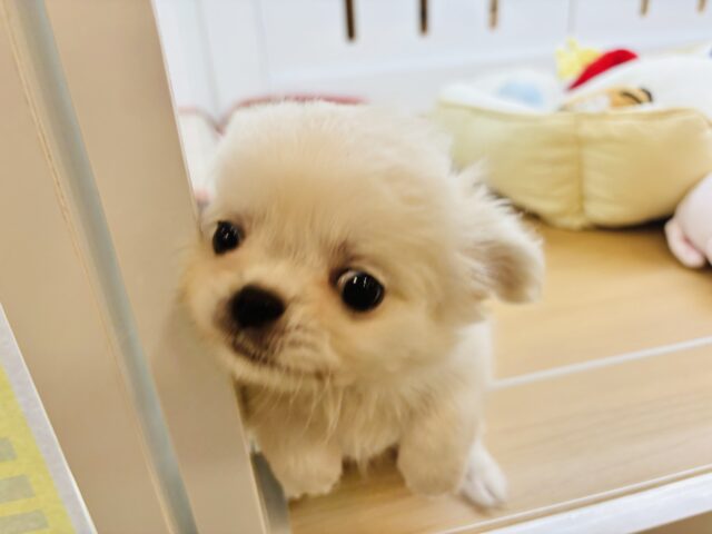 チワペキ（ペキチー、ペキチワ）