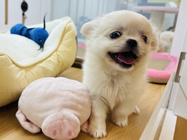 チワペキ（ペキチー、ペキチワ）