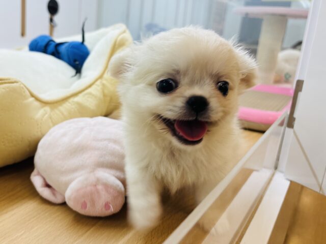 チワペキ（ペキチー、ペキチワ）