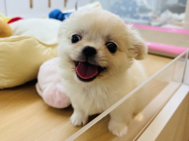 チワペキ（ペキチー、ペキチワ）