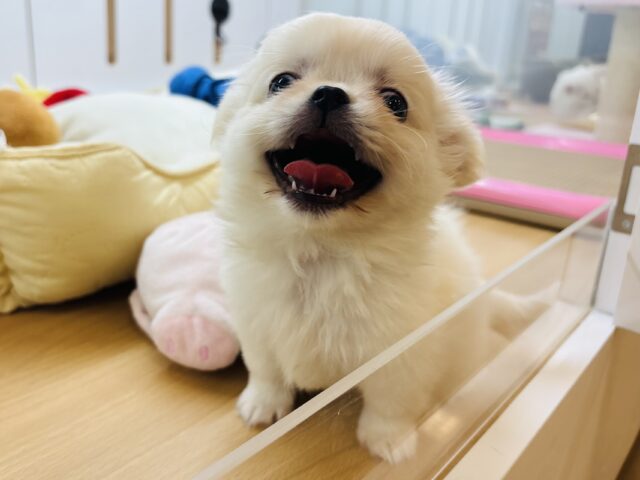 チワペキ（ペキチー、ペキチワ）