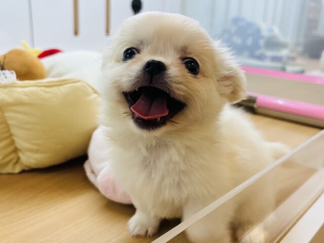 チワペキ（ペキチー、ペキチワ）