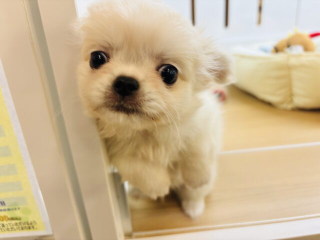 チワペキ（ペキチー、ペキチワ）