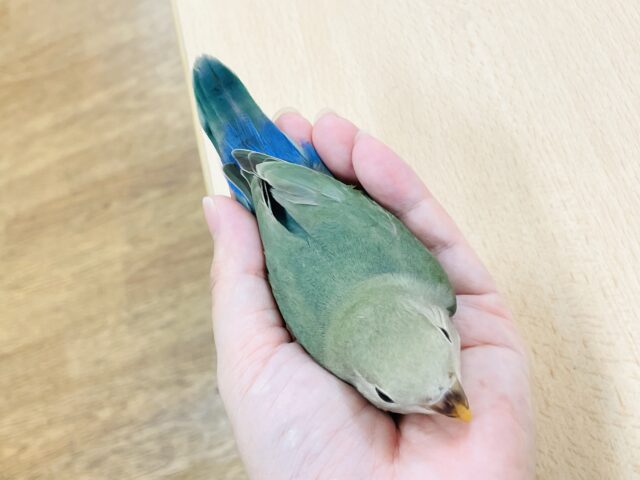 コザクラインコ（小桜インコ）