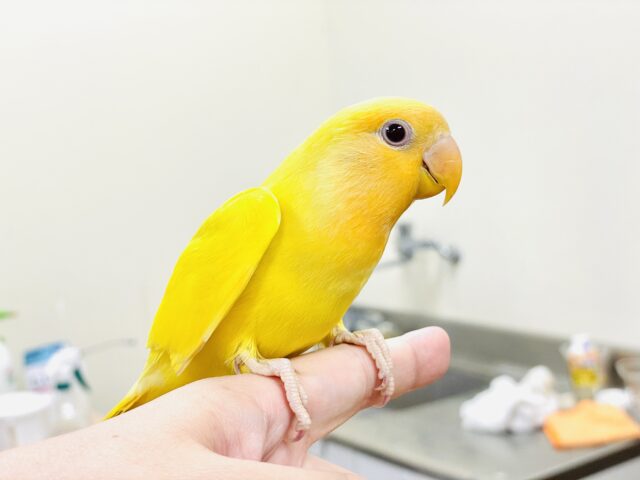 コザクラインコ（小桜インコ）