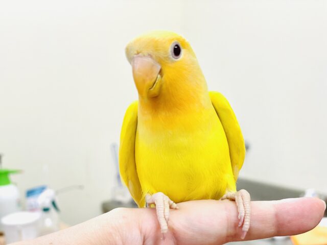 コザクラインコ（小桜インコ）