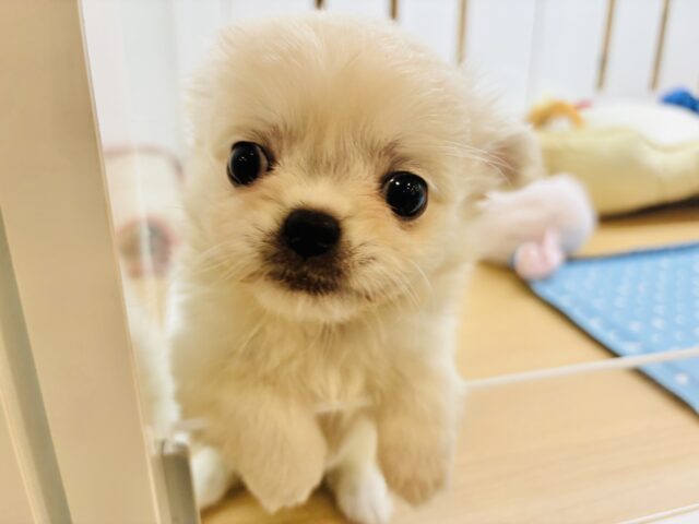 チワペキ（ペキチー、ペキチワ）