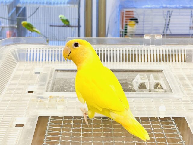 コザクラインコ（小桜インコ）