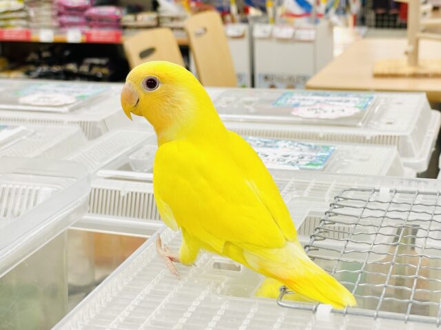 コザクラインコ（小桜インコ）