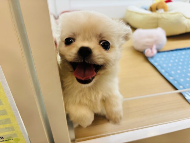 チワペキ（ペキチー、ペキチワ）