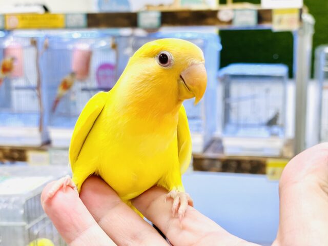 コザクラインコ（小桜インコ）