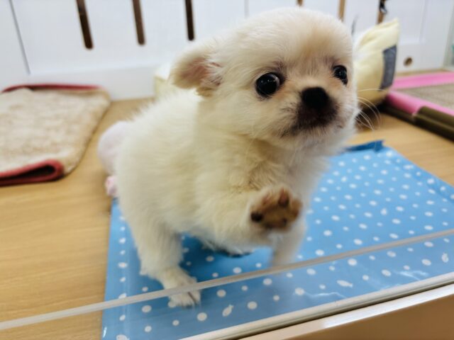 チワペキ（ペキチー、ペキチワ）