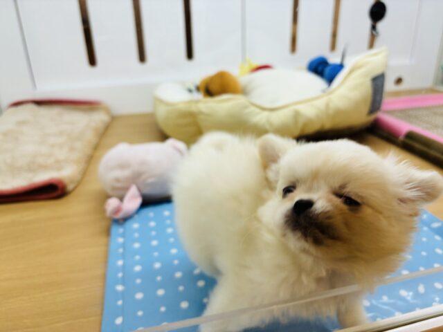 チワペキ（ペキチー、ペキチワ）