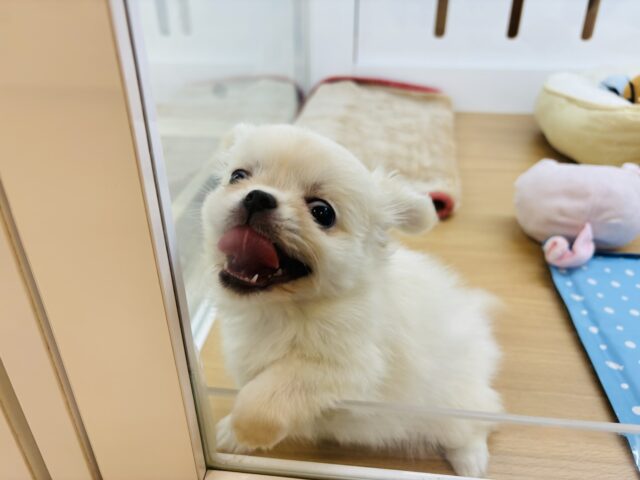 チワペキ（ペキチー、ペキチワ）