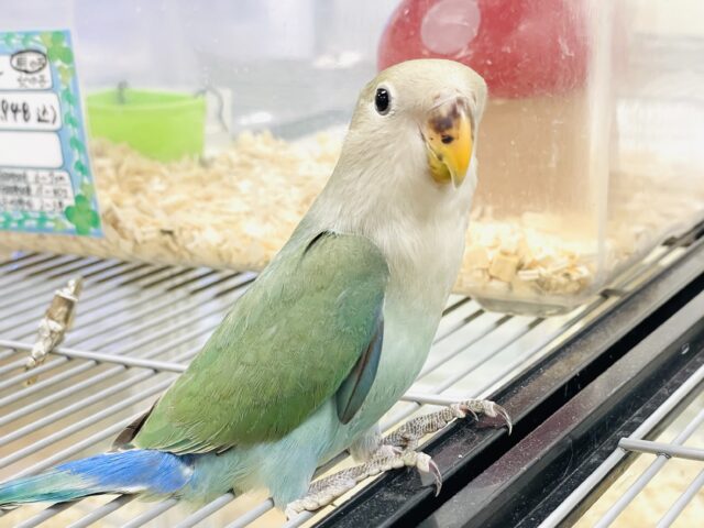 コザクラインコ（小桜インコ）