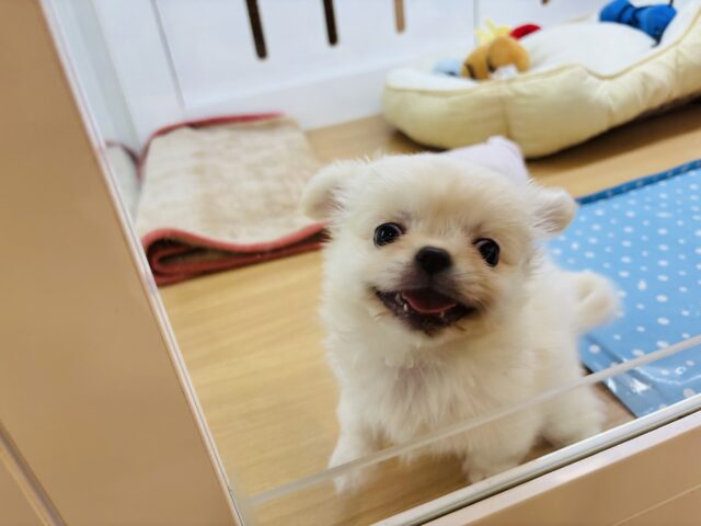 チワペキ（ペキチー、ペキチワ）