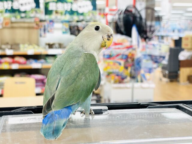 コザクラインコ（小桜インコ）