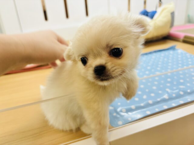 チワペキ（ペキチー、ペキチワ）