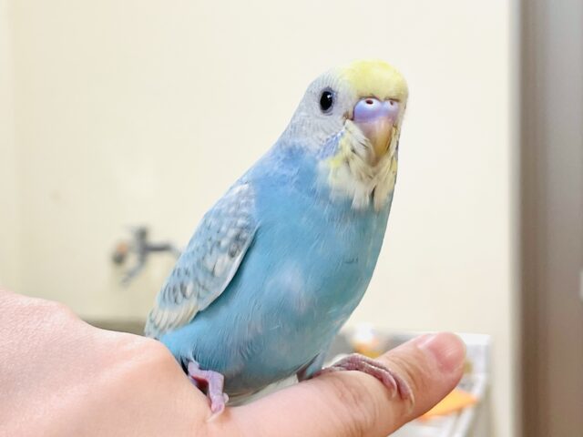 【最新画像】ふわふわ🩵ゆめかわ💛クリームソーダみたい💕セキセイインコ（パステルレインボースパングル）ヒナ