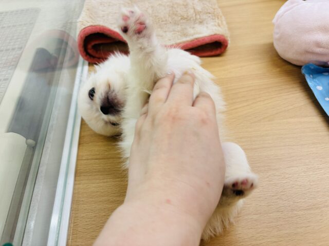 チワペキ（ペキチー、ペキチワ）