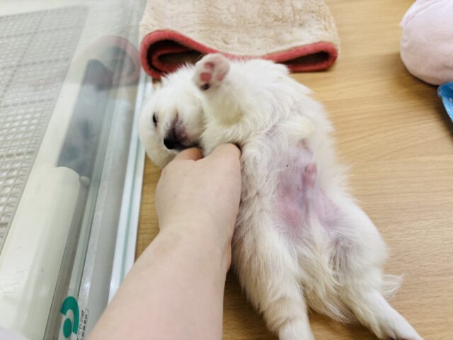 チワペキ（ペキチー、ペキチワ）